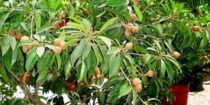 Kali Patti Chiku Plants