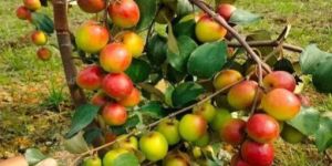 Kashmiri Apple Ber Plants