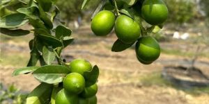 Kumbhkat Lemon Plants