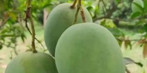 Langra Mango Plants
