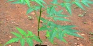 Malabar Neem Plants