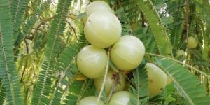 N-7 Amla Plants