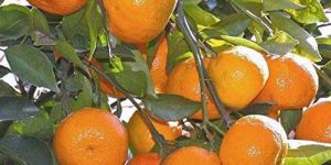 Nagpur Orange Plants