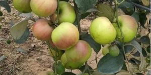 Natural Sundari Apple Ber Plants