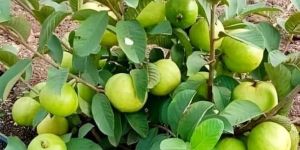 Taiwan Pink Guava Plants