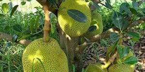 Thai All Time Jackfruit Plants