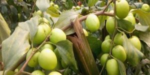 Thai Green Apple Ber Plants