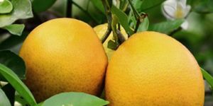 Vietnam Mosambi Plants