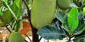 Vietnam Super Early Jackfruit Plants