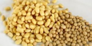 Organic Soybean Seeds