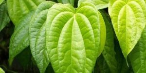 Betel Leaf Oil