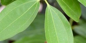 Cinnamon Leaf Oil