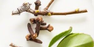 Clove Leaf Oil