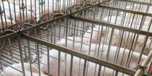 Pig Gestation Stalls