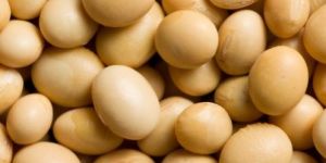 Soybean Extract