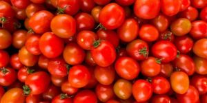 Fresh Red Tomato