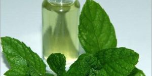 Mentha Oil