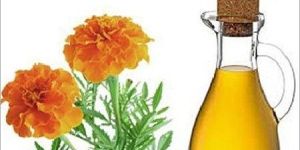 Tagetes Oil