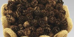 Pot Pourri Mini Pine