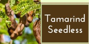 Seedless Tamarind