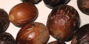 Fresh Nutmeg Seed