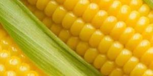 Yellow Corn Maize