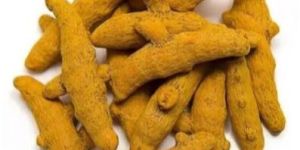 Dried Turmeric Finger