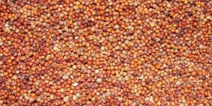 Ragi Seeds