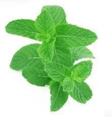 Spearmint Leaf