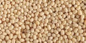 Urad Dal Gota