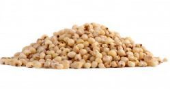 White Sorghum Seeds, Organic