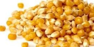 Yellow Corn Maize, For Cooking