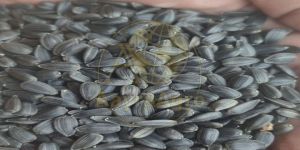 Sunflower Seeds