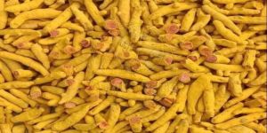 Turmeric Finger