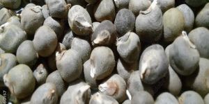 Hybrid Lady Finger Seeds