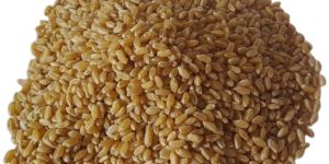 Hybrid Wheat Seeds
