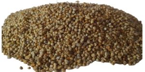 Pearl Millet