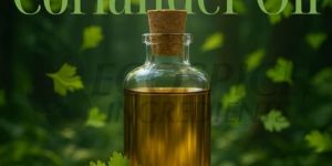 Coriander Oil