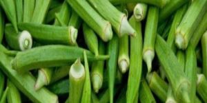 Okra
