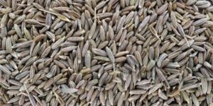 Cumin Seeds