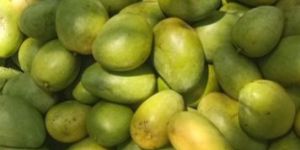 Fresh Dashehari Mango