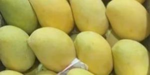 Fresh Langra Mango