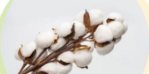 organic bci cotton