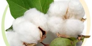Process Cotton