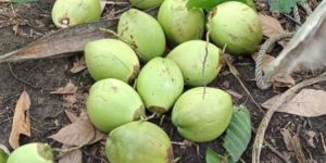 Tender Coconut Water