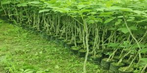 Grafted Walnut Plant