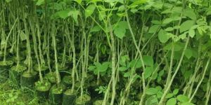 Grafted Walnut Plants