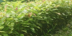 Green Cinnamon Plant