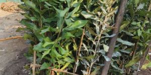 Macadamia Grafted Original Plant