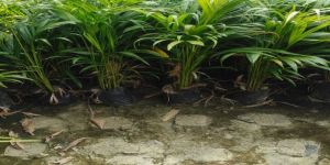 natural full sun exposure hybrid arecanut plant